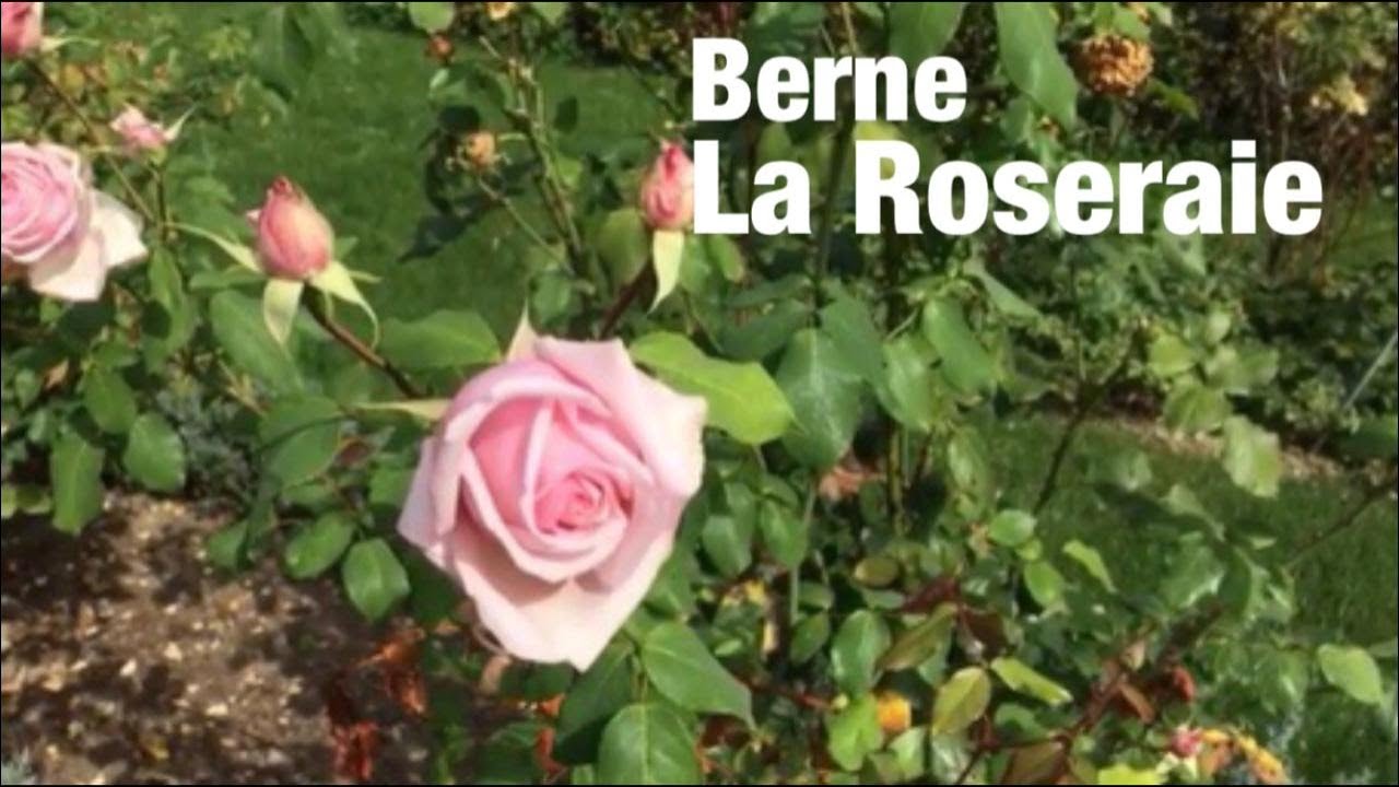 Berne - La Roseraie - YouTube