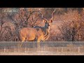 Kudu Sounds - Alarm call of the Greater Kudu