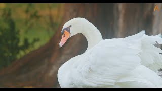 Animalia - The birds experience the rain