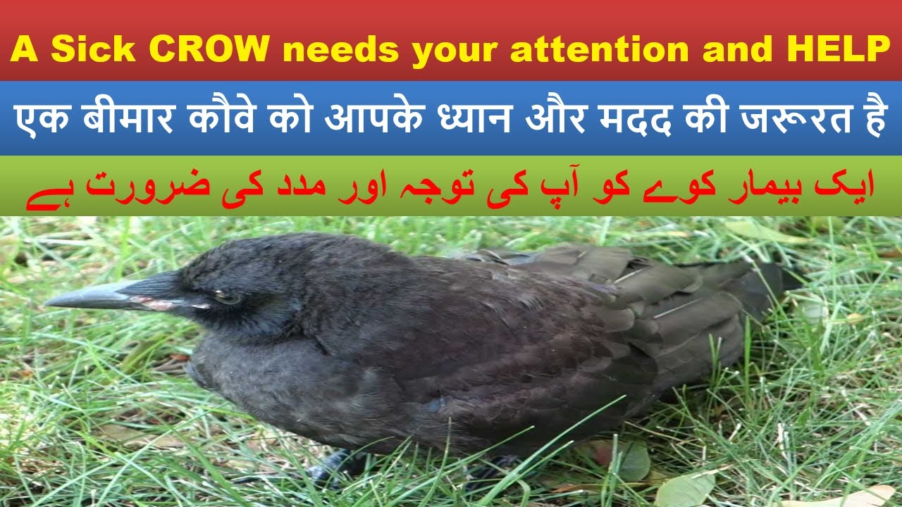 A Sick Crow needs attention & Help | Maybe Crow fall in COVID-19 | Amazing Clicks TV