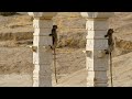 Geographical and Cultural Aspects of Leopards
