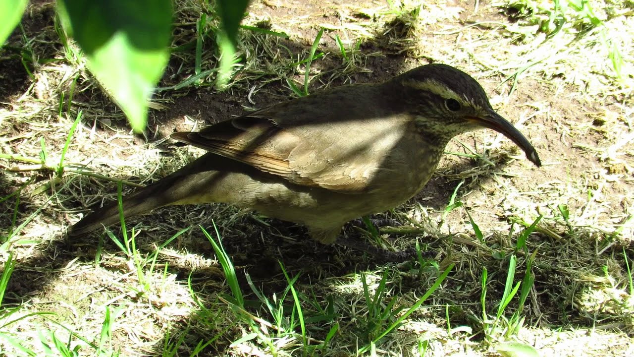 Bandurrilla (Upucerthia dumetaria hypoleuca) EN MAIPÚ 2