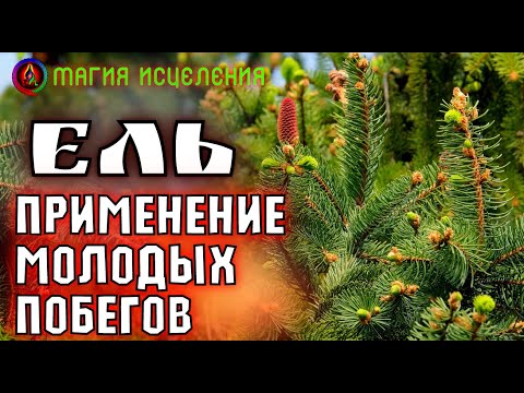 Видео: Защо гъбите са полезни и колко често можете да ги ядете