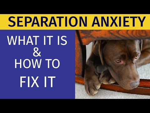 certified-separation-anxiety-trainer-for-dogs-|-animal-behavior-college