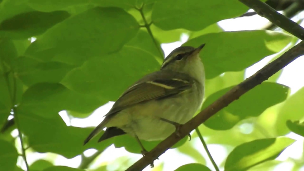 Pallas's Leaf Warbler in Xi'an 