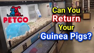 Petco: Can You Returns Your Guinea Pigs?