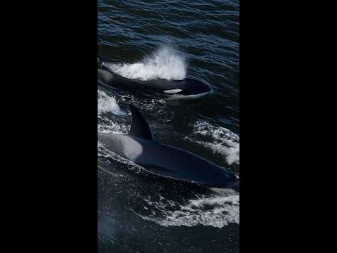 White killer whale, Frosty, makes rare appearance #Shorts