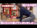 飼い主より彼女が好きな元野良猫兄妹がまさかの行動に…【YINO life スチームリンサー洗浄機】