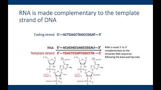 Determine RNA sequence from coding DNA
