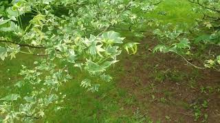 Liquidambar styraciflua 'Silver King' ambroň západní