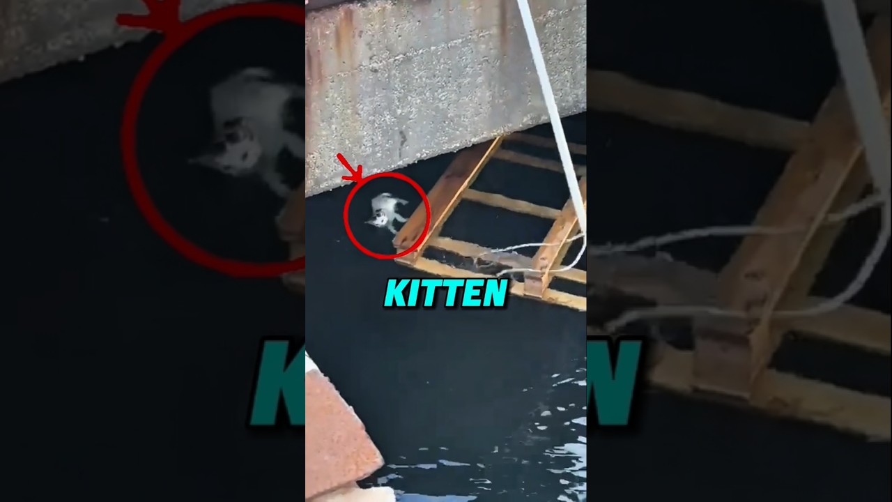 Добрые работники вместе спасают тонущего котёнка