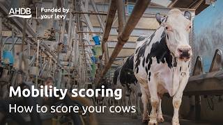 Mobility scoring: How to score your dairy cows