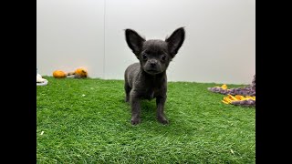 🐶 Chihuahua 🐶 reu 🐶 PUP ID 002024419 🐶