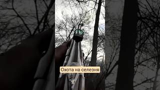 Охота на селезня с коллиматорным прицелом #весенняяохота #охота #охотанауток #утки #hunting