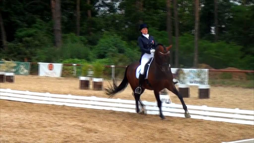 Grand prix horse for sale Dumont 2 dressage YouTube