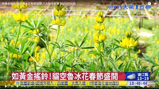 如黃金搖鈴!貓空魯冰花春節盛開 八大民生新聞 2021022418