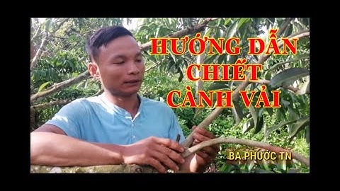 Hướng Dẫn Chiết Cành Vải - BA PHƯỚC TN