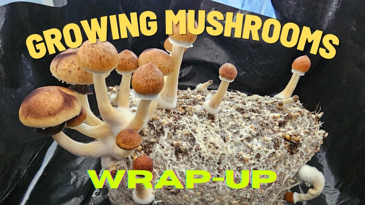 mushroom-supplies-grow-kit-in-a-bag-part-4-wrap-up-youtube