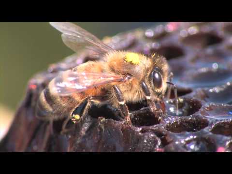 Video: Wild Honey Bee - Nakagagaling Na Mapagkukunan