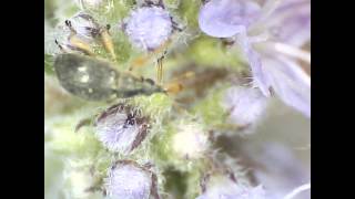 Download Lagu Funny Videos Microorganism Itch 4 Download Lagu Funny Videos Microorganism Itch 4