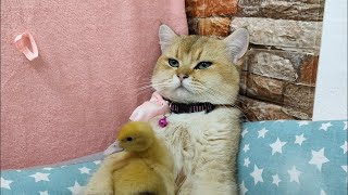The Unlikely Friendship: Scottish Cat Bonds with Duckling by Funny Pets 1,630 views 8 months ago 1 minute, 45 seconds