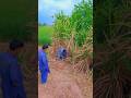 Punjab dey rung youtubeshorts villagelife punjabi ytshorts village weather