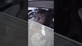 Stich allegedly forgot his licence #car #doglife #mongrel #stich #funny