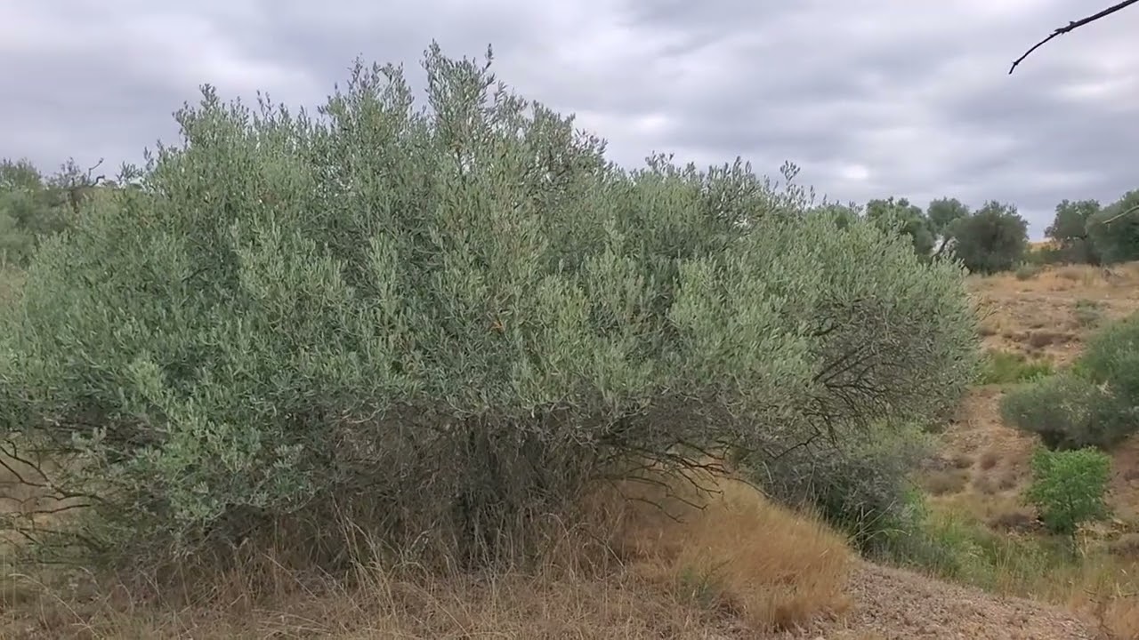 ¿Por qué es necesario recuperar los olivares?