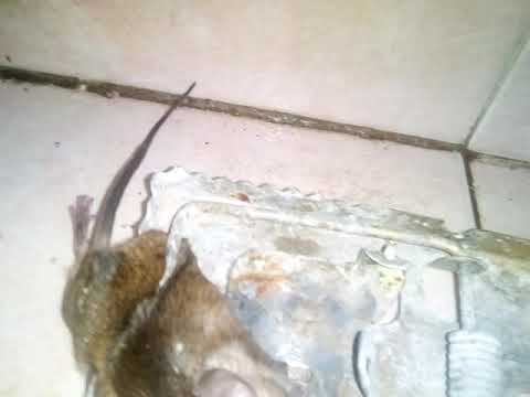Se murio - YouTube