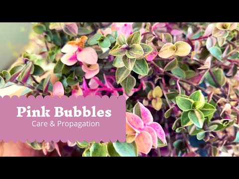 How to Care & Propagate Callisia repens “pink bubbles”