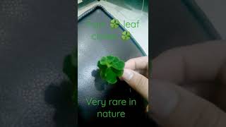 Four  Leafed Clover Found Very Rarely In Nature