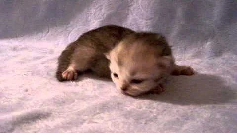 Video 575601: persian kittens cattery, shaded silver persian kitten, male silver persian kitten, persian kitten doll