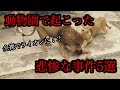 【閲覧注意】動物園で実際に起こった悲惨な事件5選【自●の為に？】