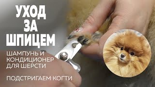 видео: Отмыли шпица Оливию. Шампунь кондиционер для шерсти. Уход за когтями. Маленькой Олечке холодно зимой картинка: Отмыли шпица Оливию. Шампунь кондиционер для шерсти. Уход за когтями. Маленькой Олечке холодно зимой