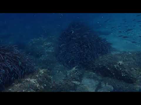 Videó: Közönséges Atherina (Atherina Boyeri)