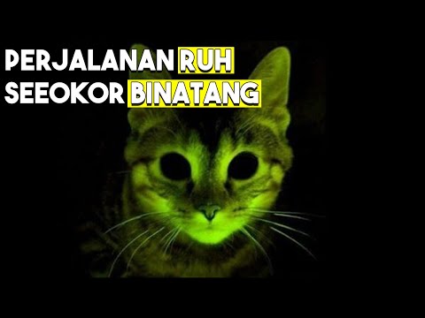 Video: Bagaimana Merencanakan Perawatan Hewan Peliharaan Anda Secara Legal Setelah Anda Meninggal