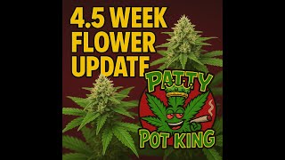 Frosty Buds & Beast Mode Growth – 4.5 Weeks Into Flower | Patty Pot King Grow Update