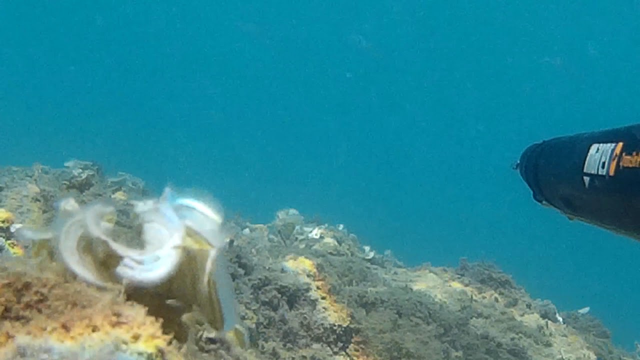 pesca submarina barcelona