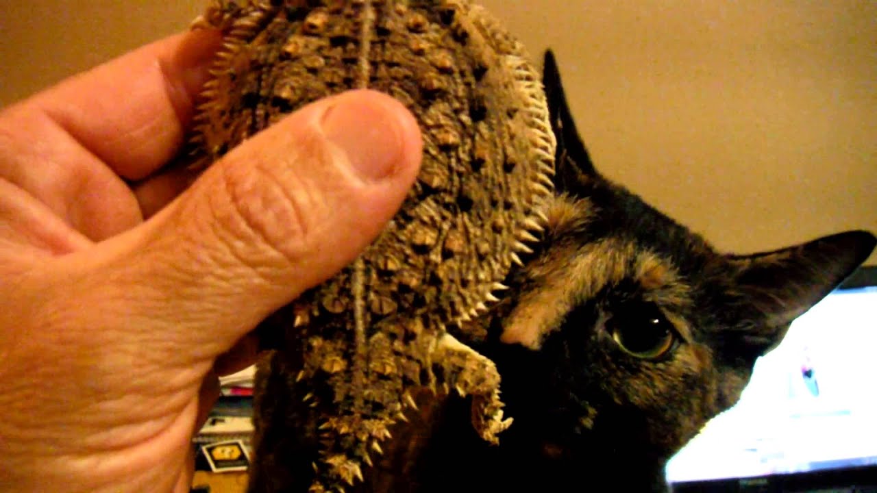 The Horny toad is back - YouTube
