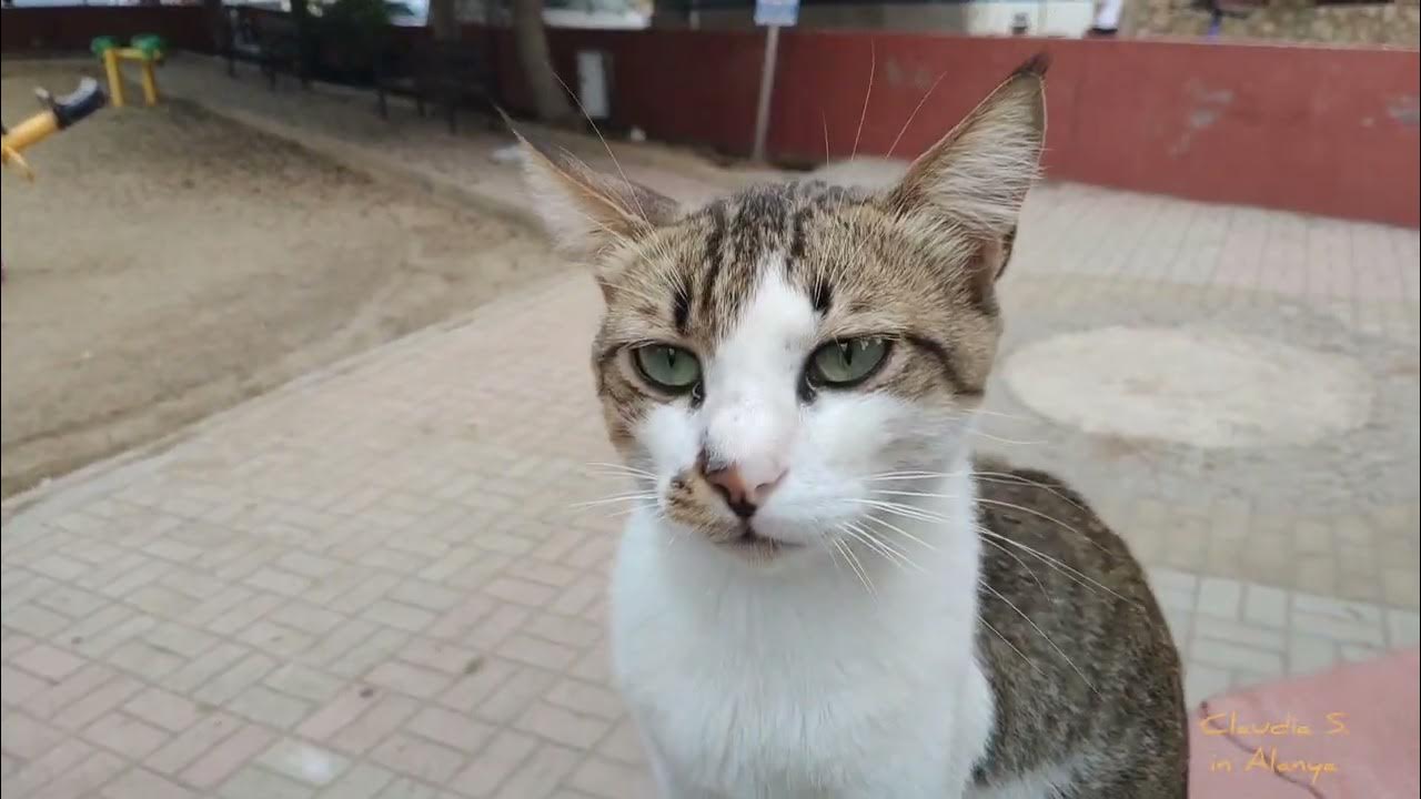 🇹🇷Katzen in der Türkei😻😻 YouTube