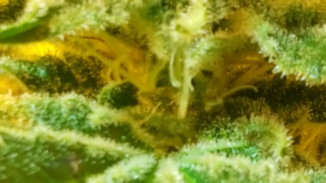 FROSTY'S 5K ENTRY VIDEO .....Smoking weed 5 ways!