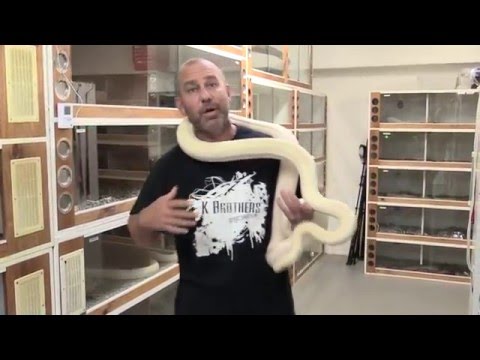 See you in 2016 : K Brothers Pythons