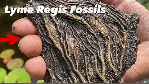 Preparation Of A Museum Quality Fossil(3 Year Project)