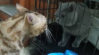 Trash talking cats British short hair vs Bengal