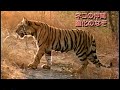 生きもの地球紀行：ライオン・トラ・ヒョウ・チーター   究極のネコたち 驚異の狩り
