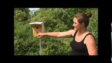 How to Put Up a Nest Box