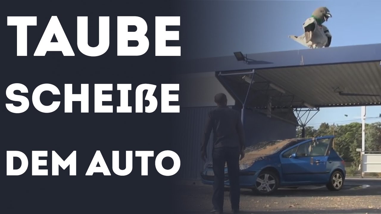 Taube Die Eine Scheiße Auf Dem Auto Macht (Prank Streiche Und Witze)
