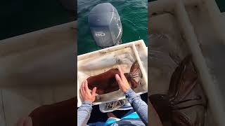 Amazing Squid Dispatch