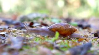 Snail Slow Motion HD