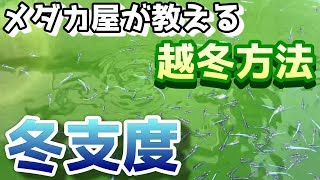 メダカの冬越し準備！発泡スチロールに落ち葉や水草ビニールハウスは屋外での越冬に必要！？【媛めだか】